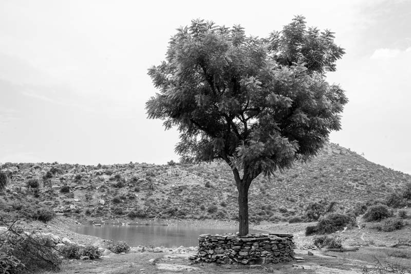 Historical neem tree in the Bhairon Dev public sanctuary in Bhaonta-Koylala village, district Alwar, Rajasthan - result of reforestation following water conservation under Rajendra Singh's leadership